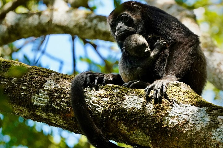 Tamarindo Birdwatching Crocodiles and Monkey Tour - Photo 1 of 11